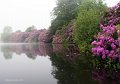 10. Rossmore in summer - Morning mist.